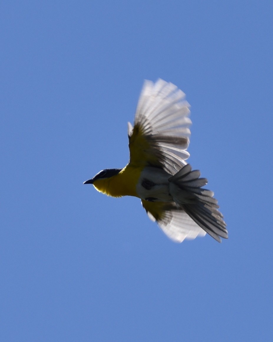 Yellow-breasted Chat - ML618462741