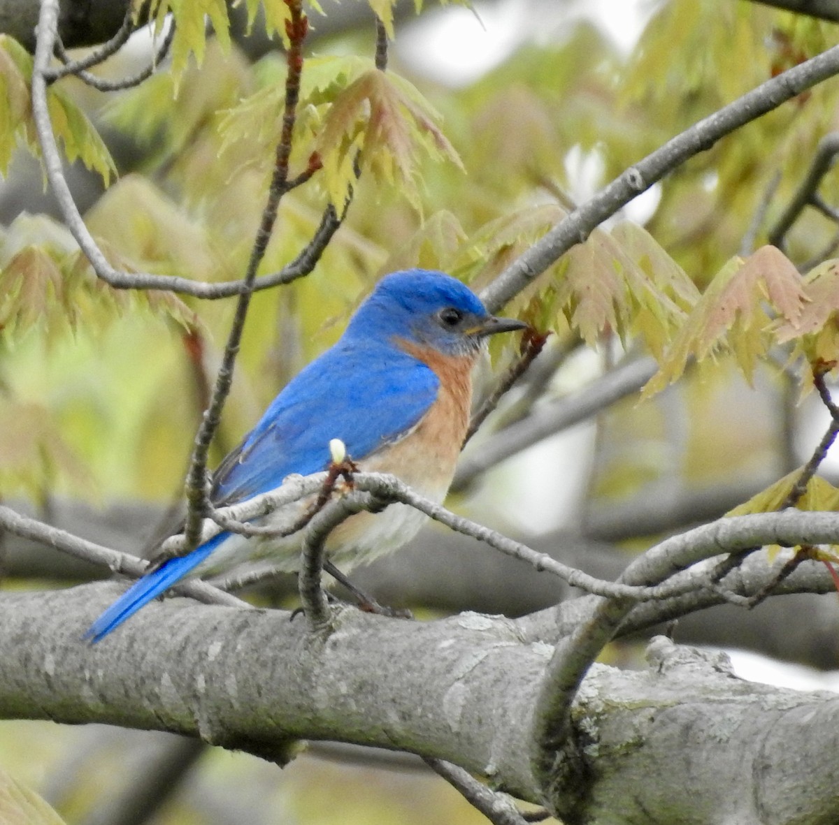 Eastern Bluebird - ML618462748