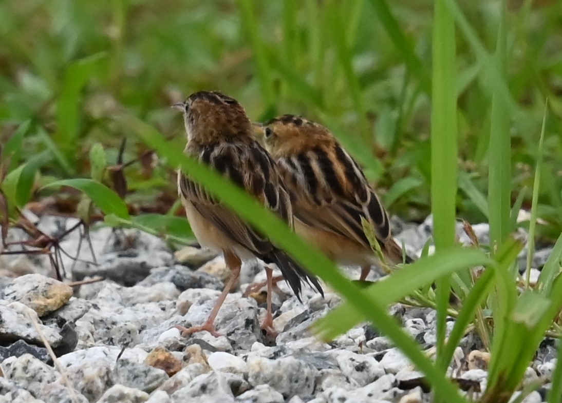 Zitting Cisticola - ML618462749