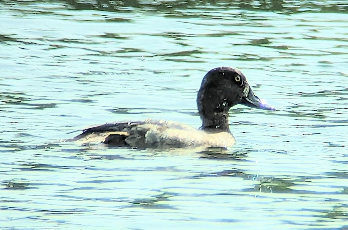 Lesser Scaup - Robin Densmore