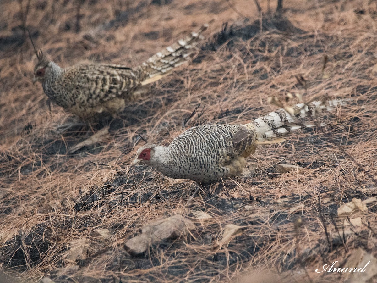 Cheer Pheasant - ML618462769