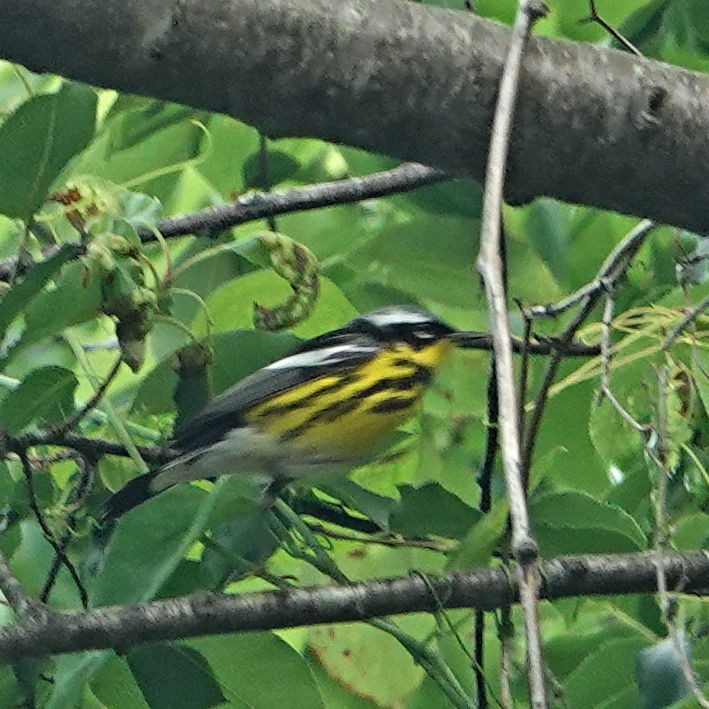 Magnolia Warbler - ML618462801