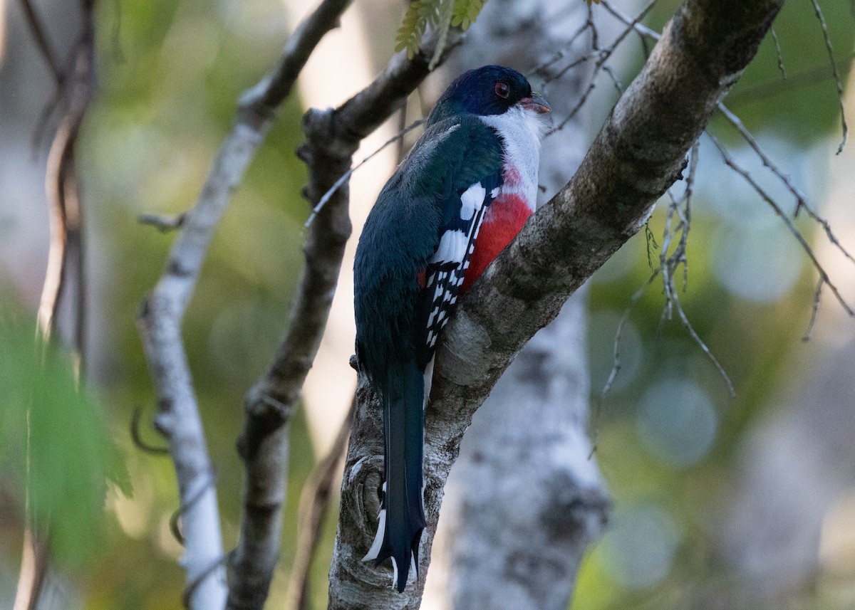 Cuban Trogon - Silvia Faustino Linhares