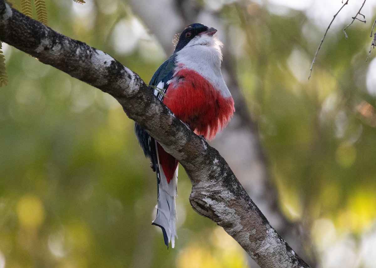 Cuban Trogon - Silvia Faustino Linhares