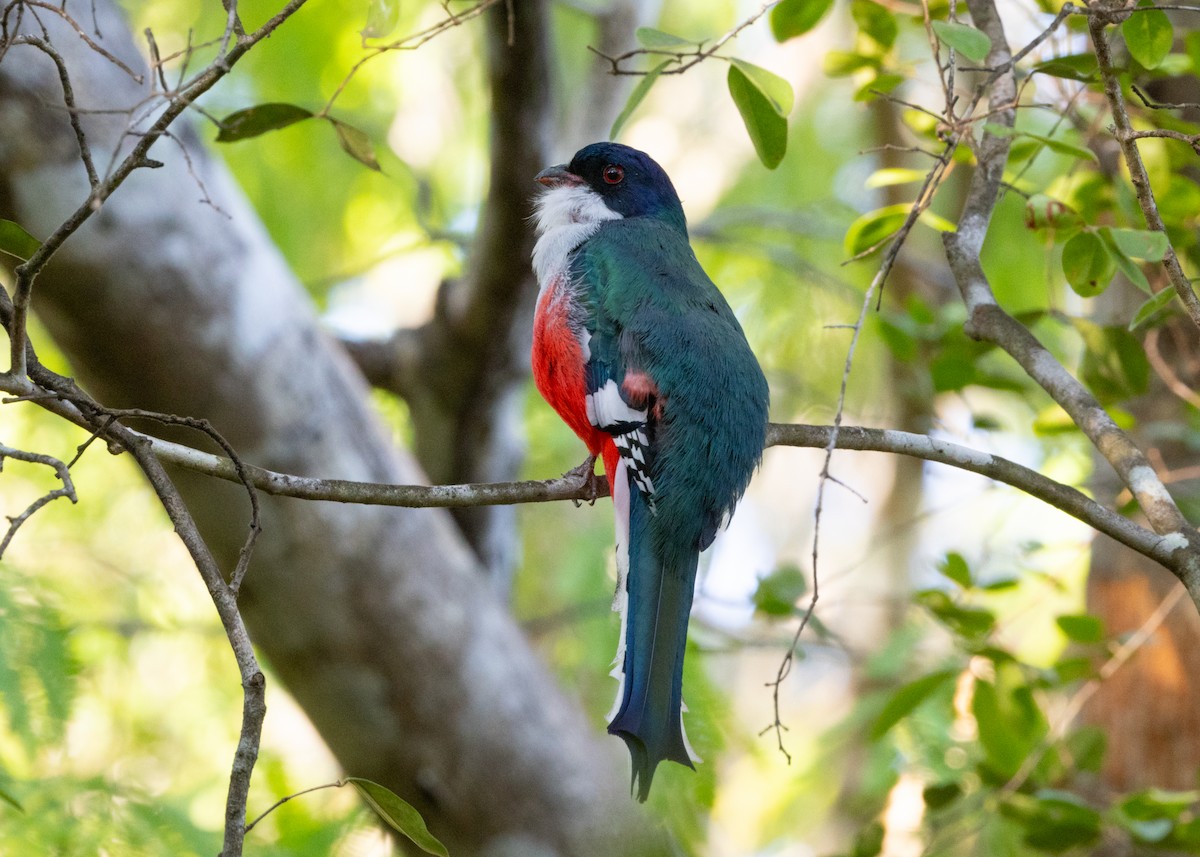 Cuban Trogon - Silvia Faustino Linhares