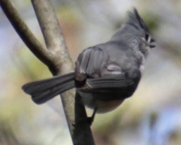 Tufted Titmouse - ML618462875