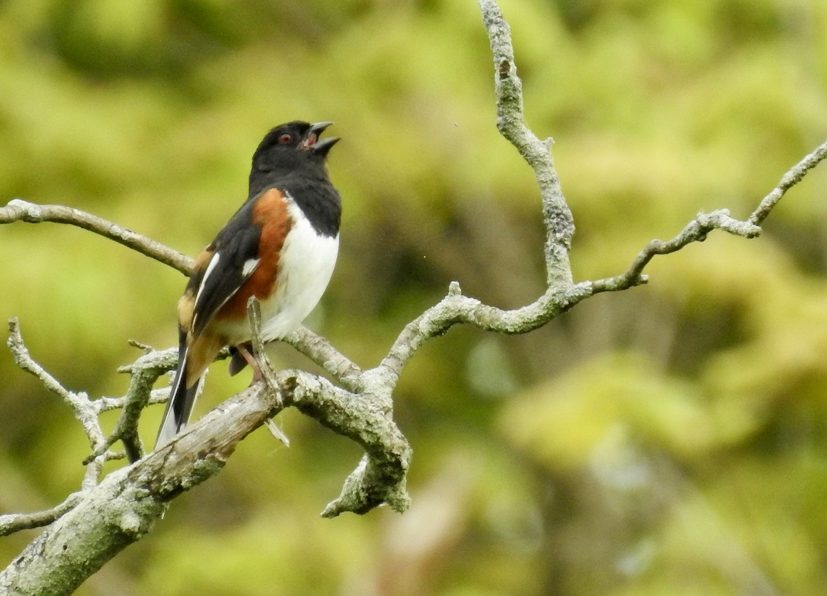 Eastern Towhee - ML618462879