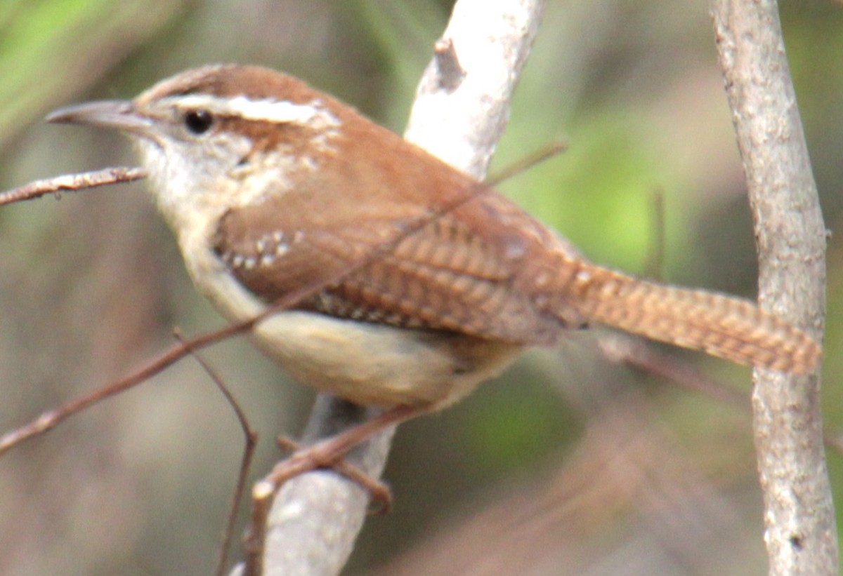 Carolina Wren - ML618462885