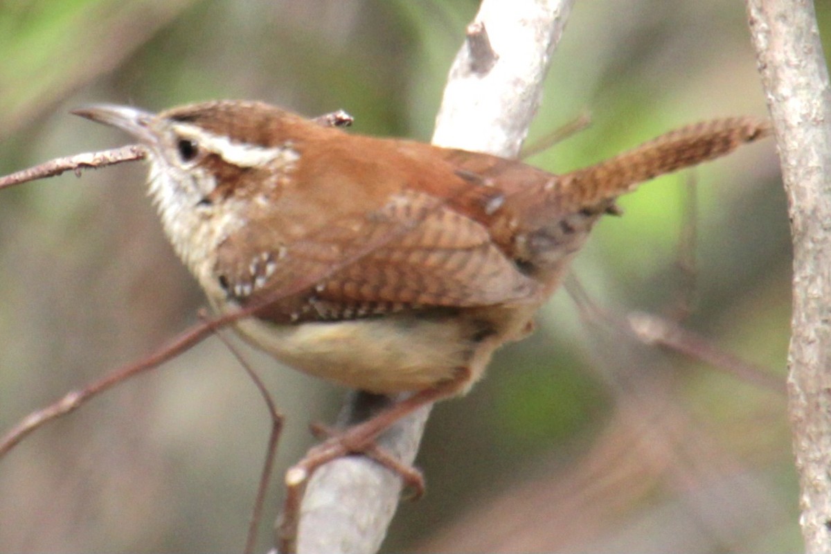 Carolina Wren - Samuel Harris