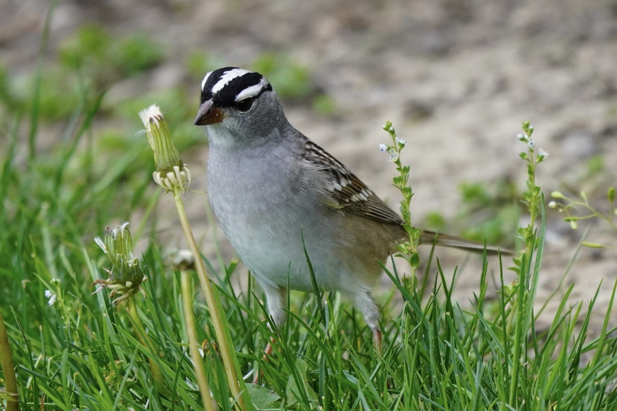 White-crowned Sparrow - Greg Hertler