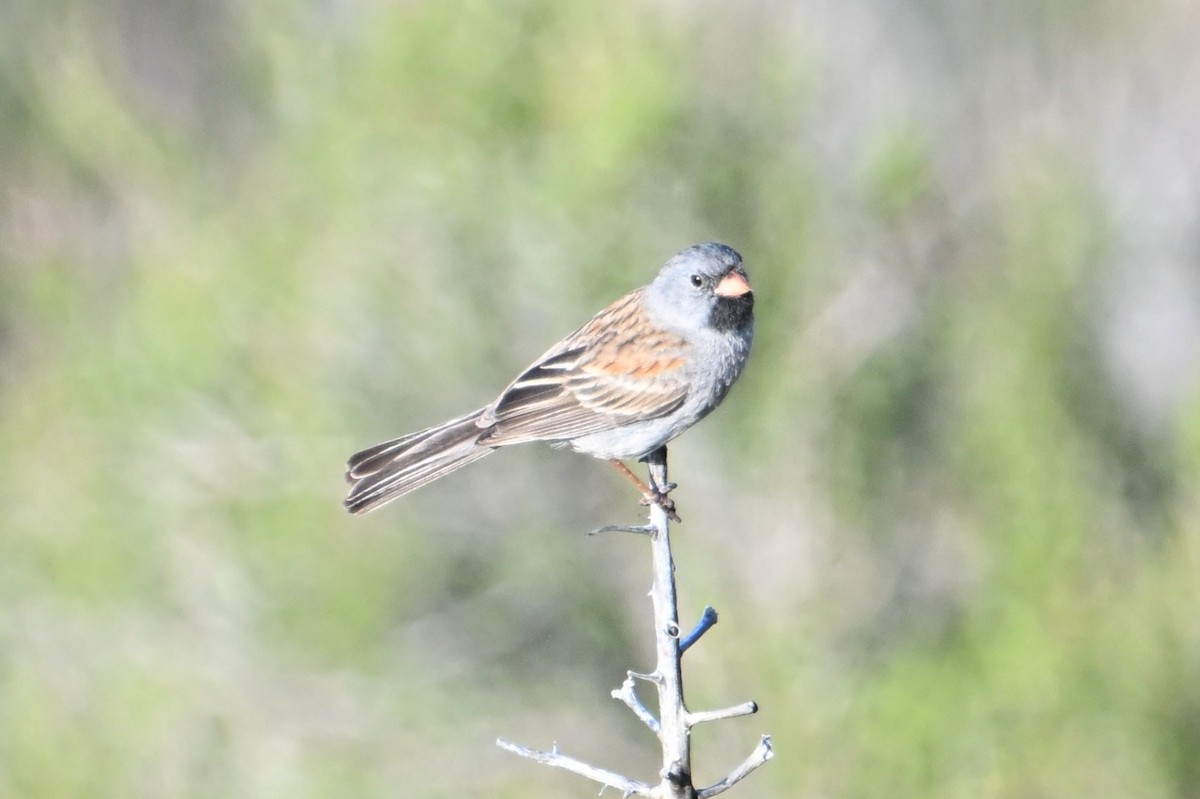 Black-chinned Sparrow - ML618462918
