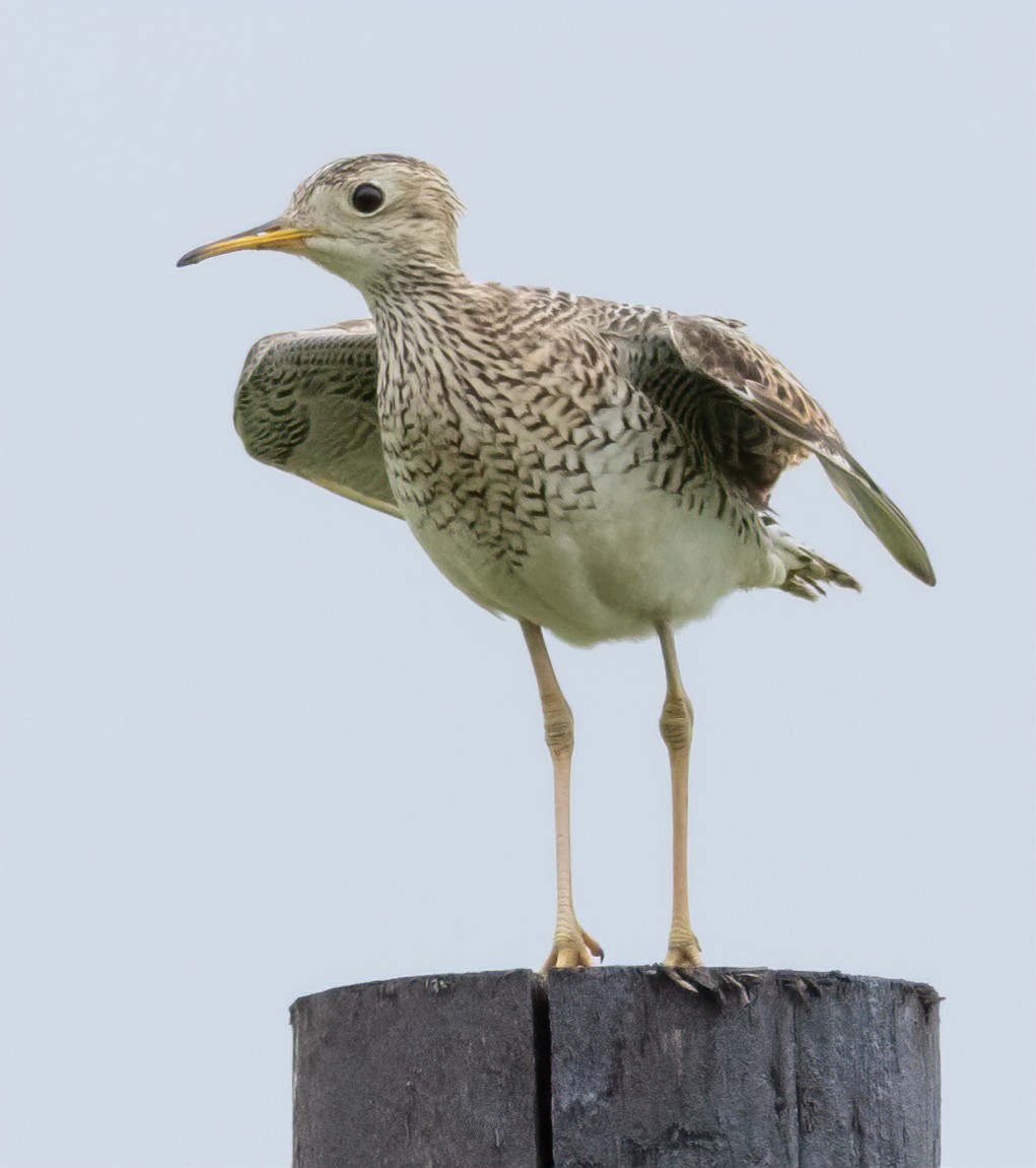 Upland Sandpiper - Jay Gilliam