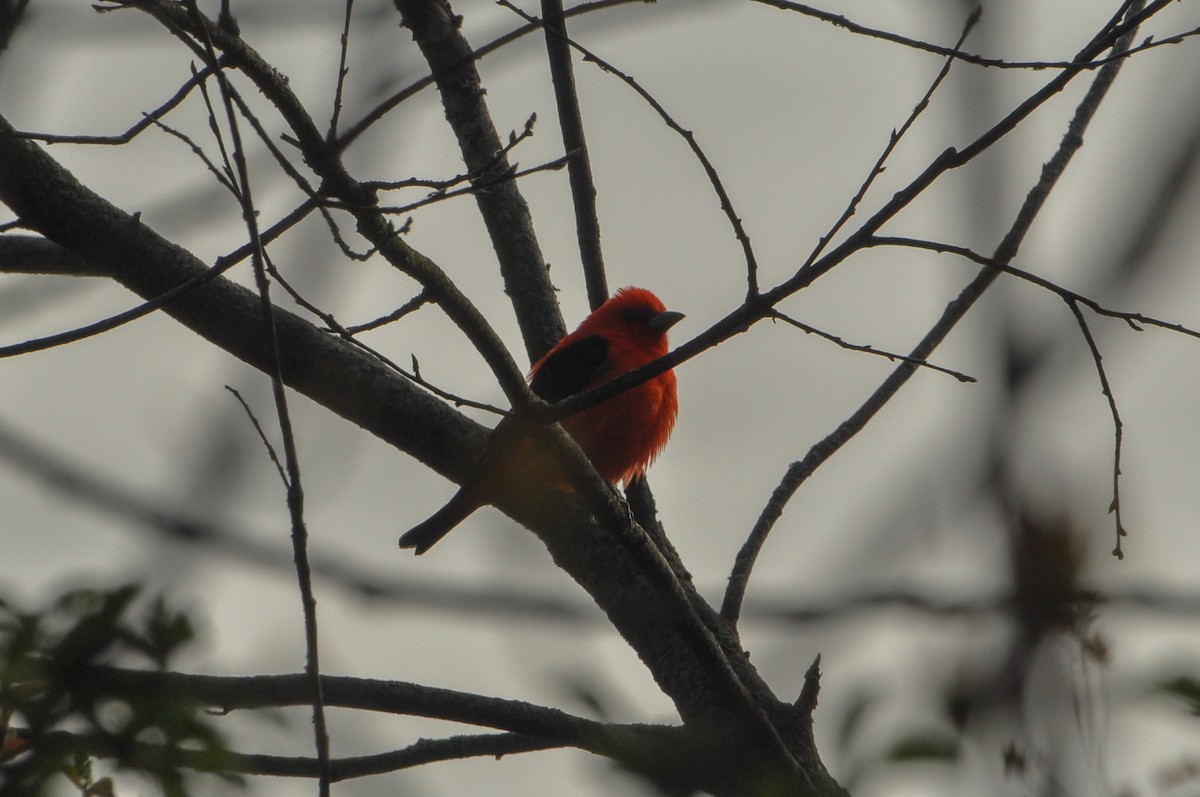 Scarlet Tanager - Sam Collins