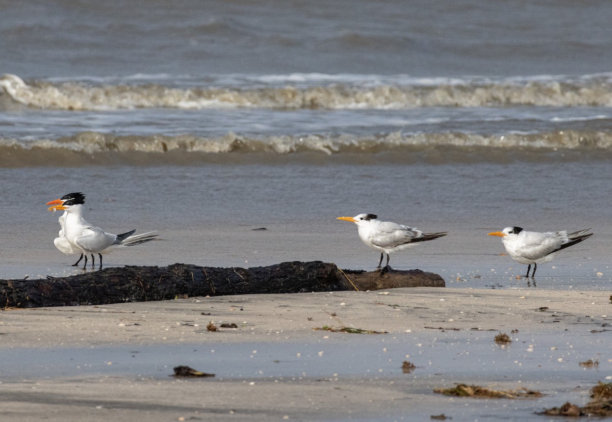 Royal Tern - ML618462941