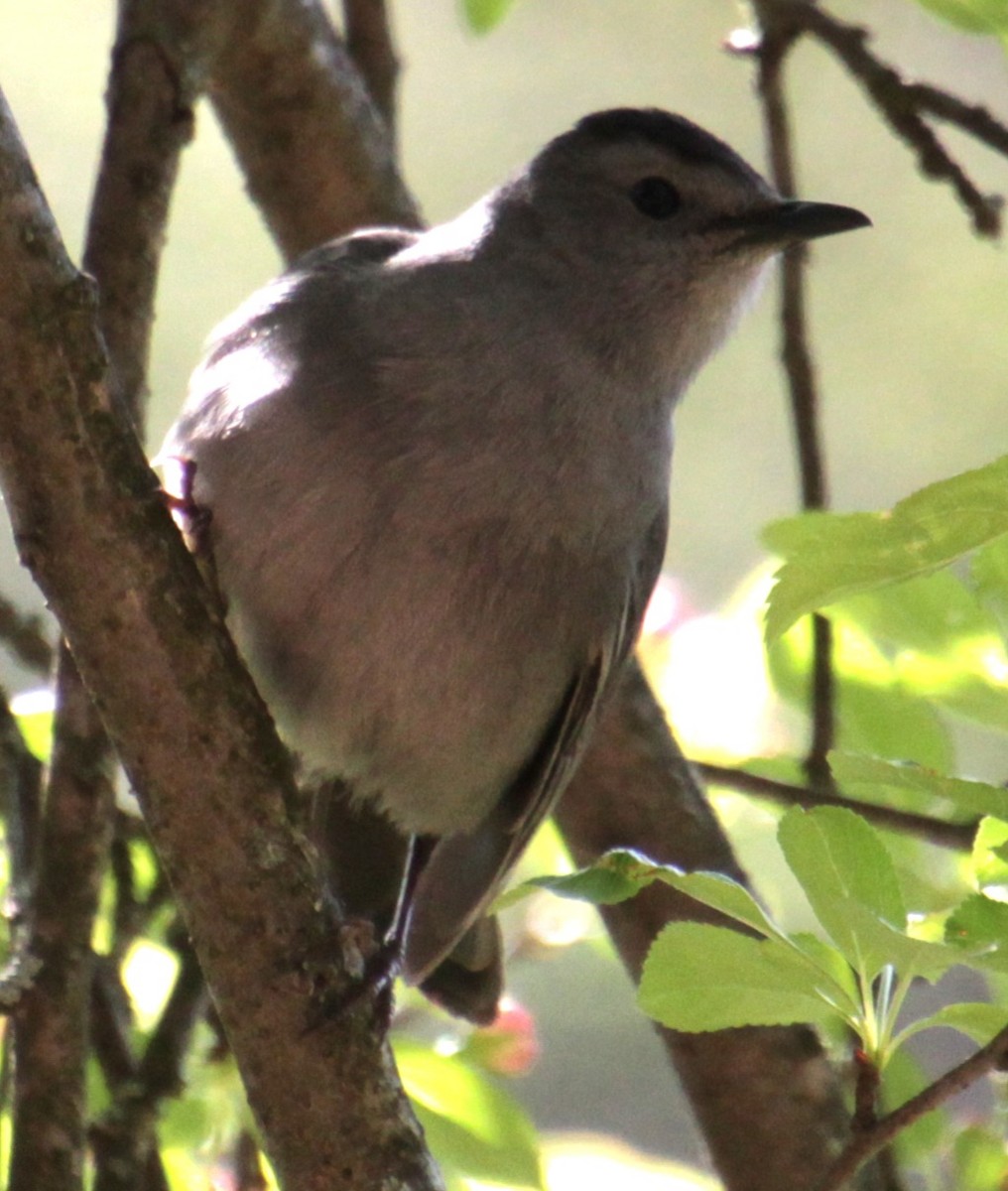 Gray Catbird - ML618462950