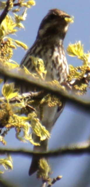 Purple Finch (Eastern) - ML618462977