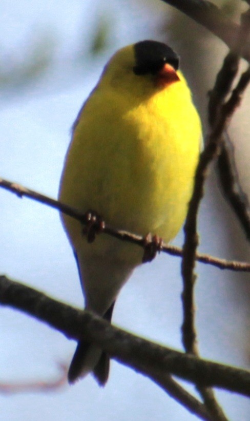 American Goldfinch - Samuel Harris