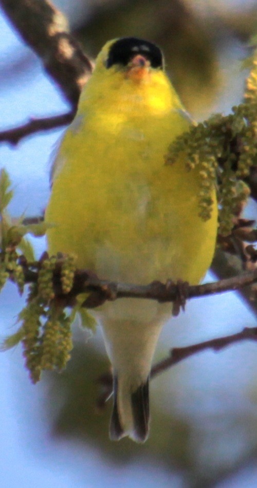 Chardonneret jaune - ML618462984