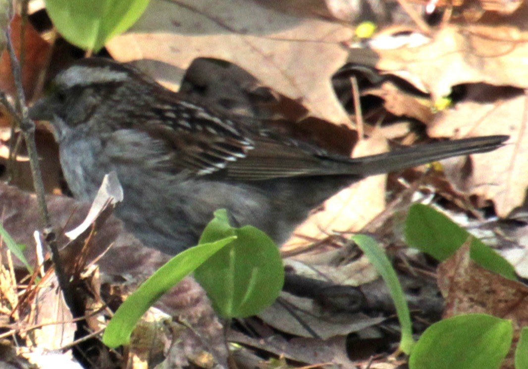 White-throated Sparrow - ML618462993