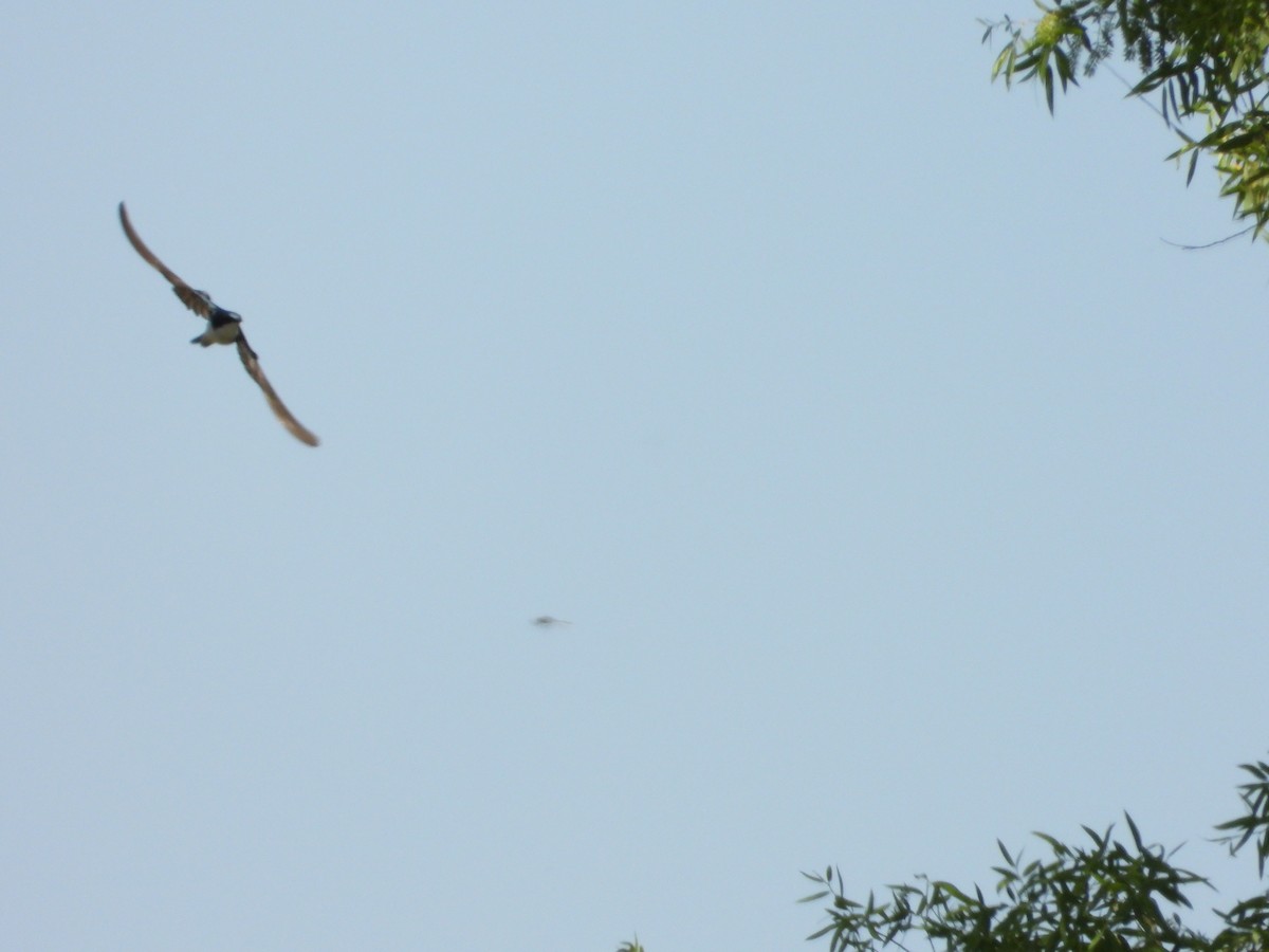 Tree Swallow - ML618463003