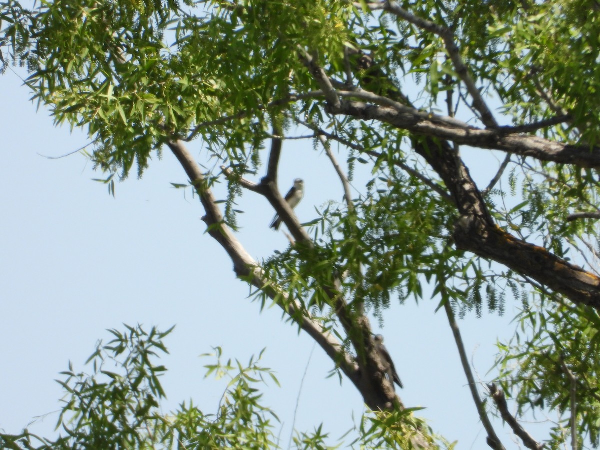 Tree Swallow - ML618463004