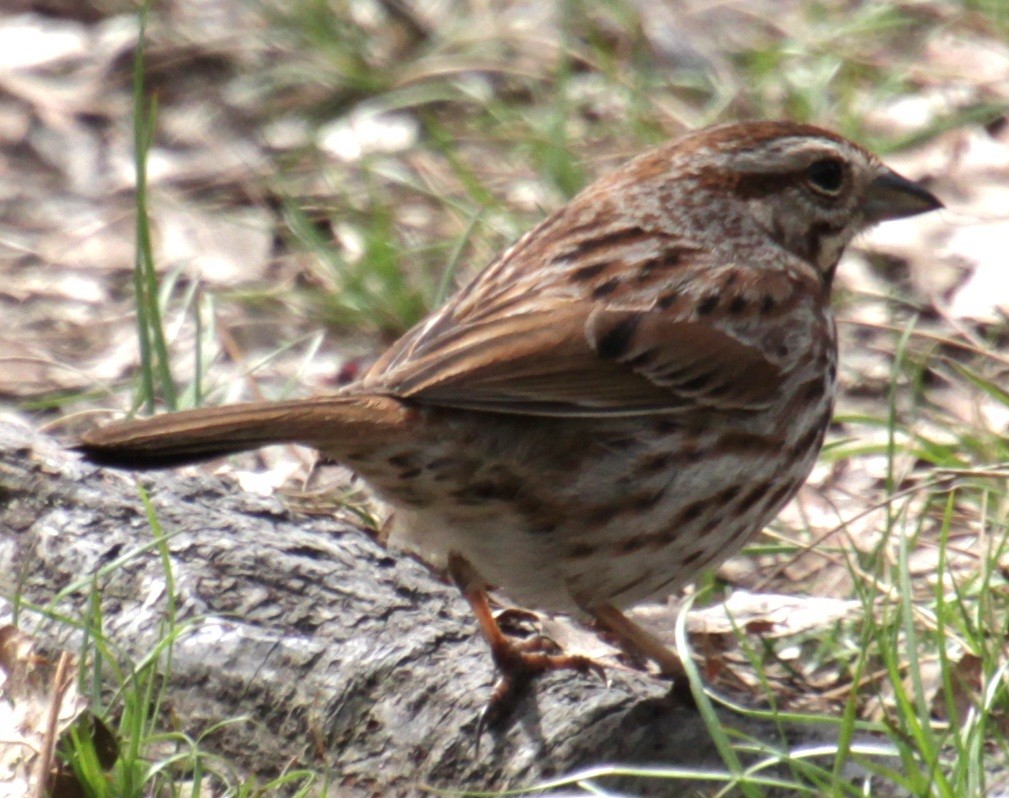 Song Sparrow (melodia/atlantica) - Samuel Harris