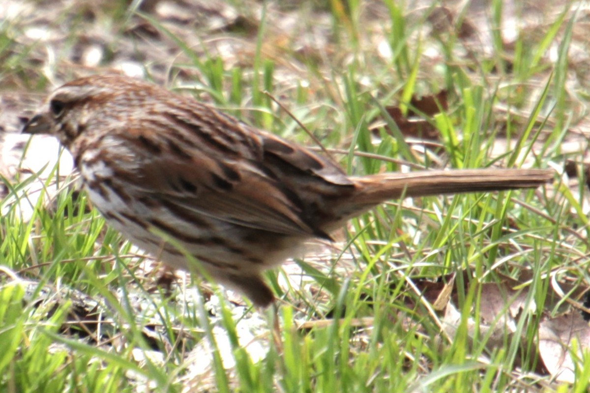 Song Sparrow (melodia/atlantica) - ML618463015