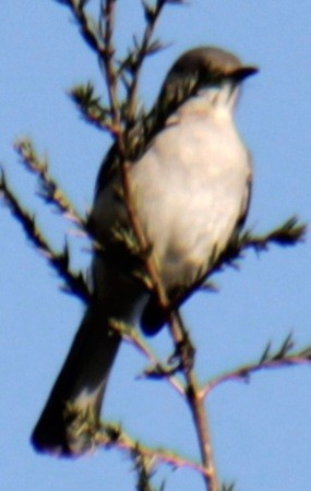 Northern Mockingbird - ML618463029