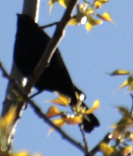 Brown-headed Cowbird - Samuel Harris