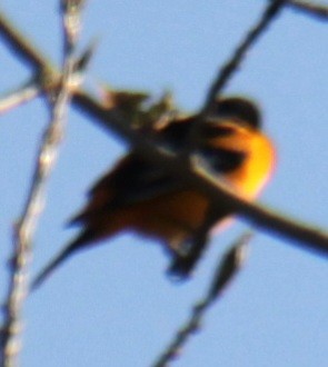 Oriole de Baltimore - ML618463079