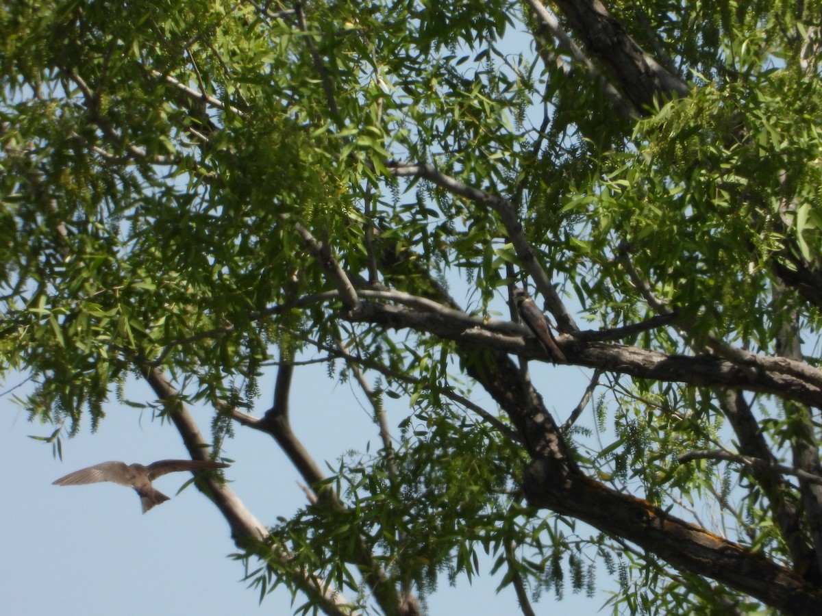 Tree Swallow - ML618463088