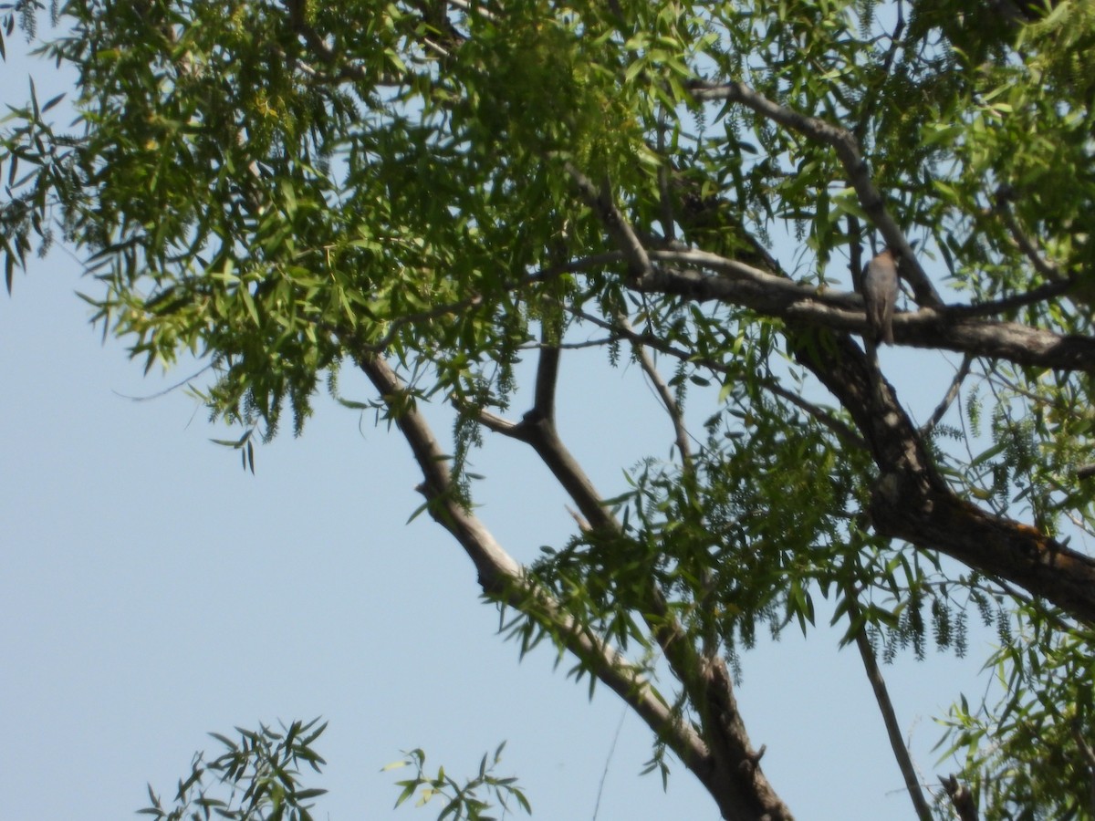 Tree Swallow - ML618463089