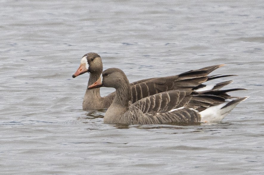 Greater White-fronted Goose - ML618463092