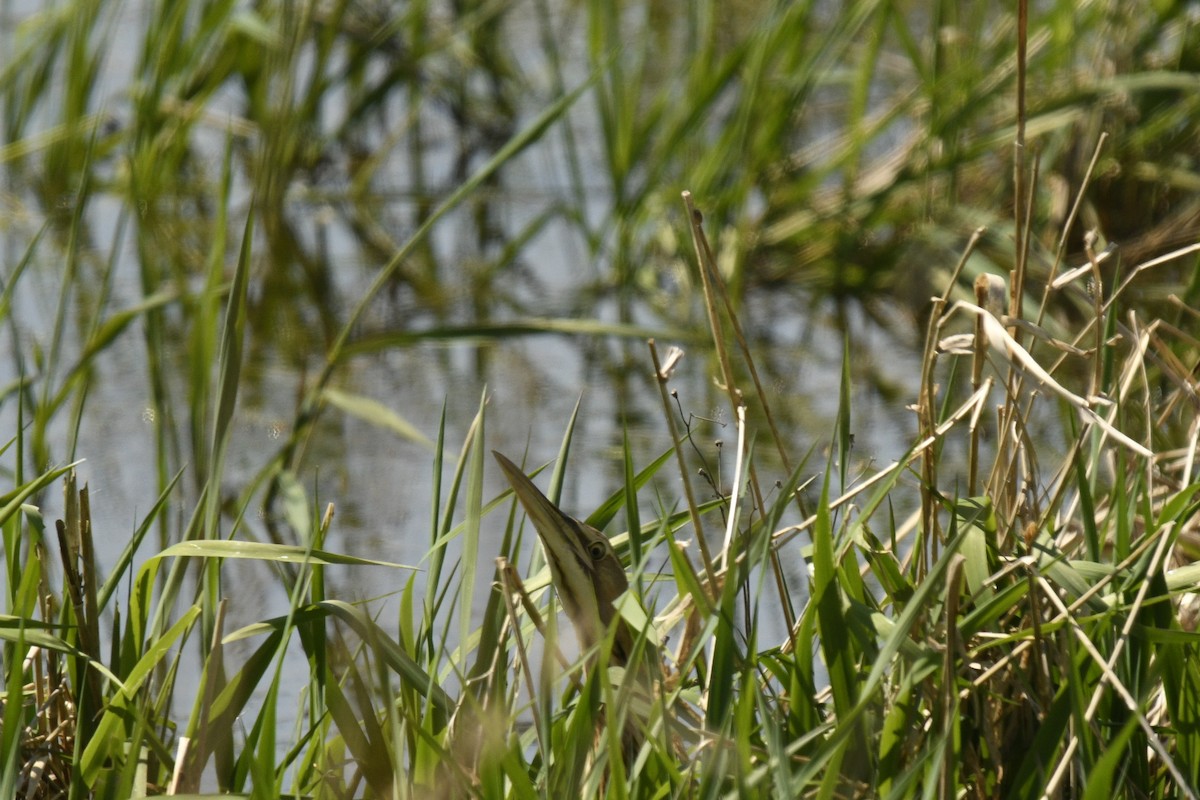 American Bittern - ML618463118