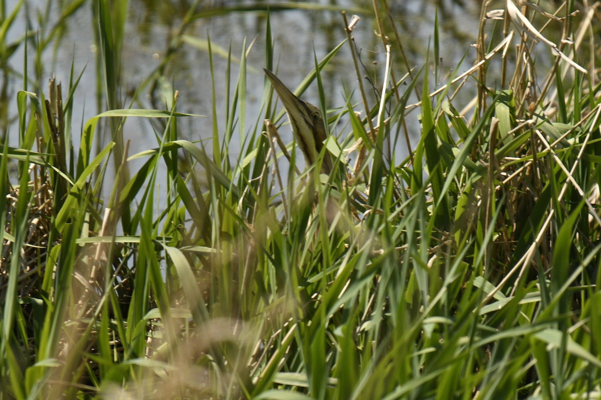 American Bittern - ML618463119