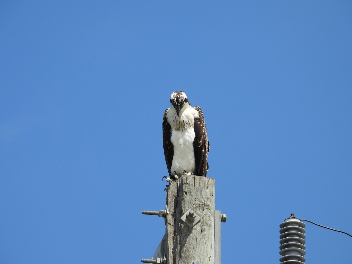 Águila Pescadora - ML618463123