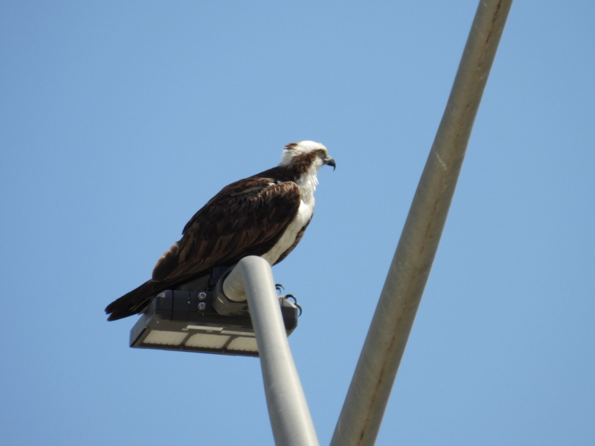 Águila Pescadora - ML618463124