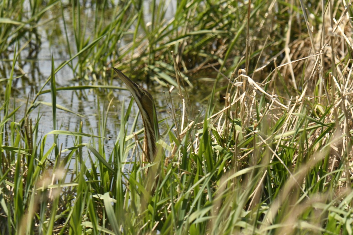 American Bittern - ML618463125