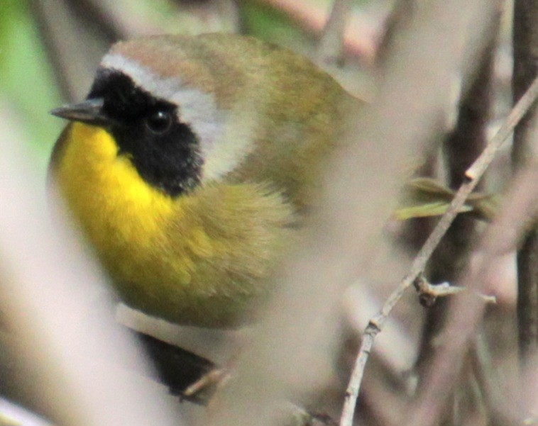 Common Yellowthroat - ML618463146