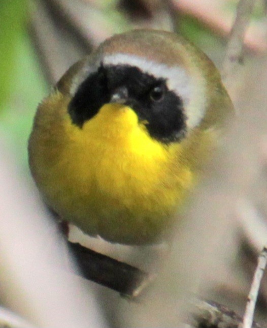 Common Yellowthroat - ML618463147