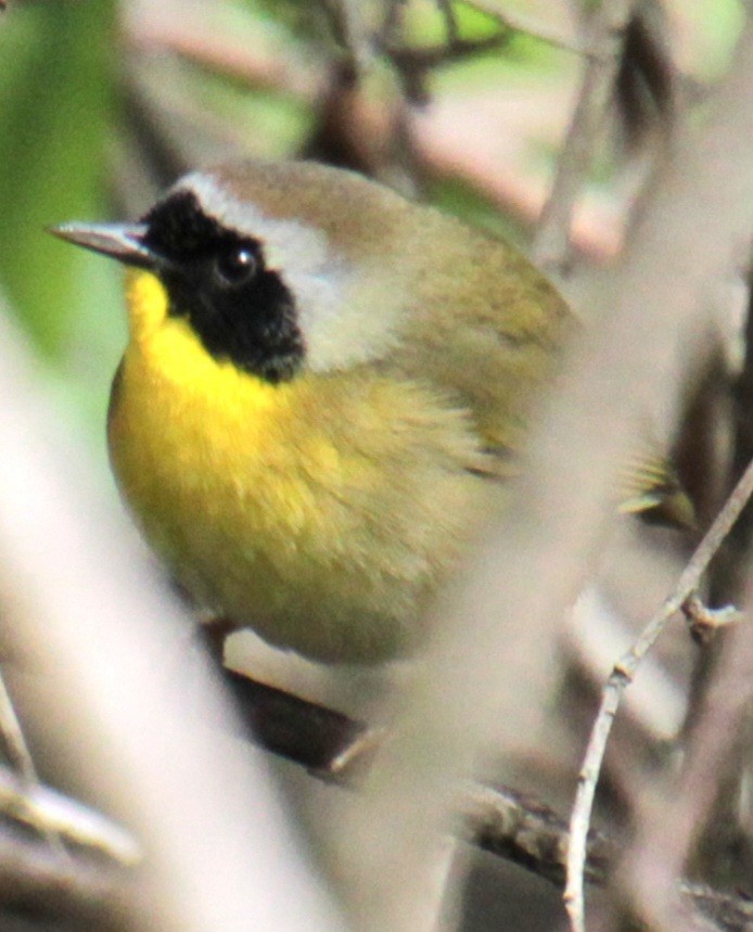 Common Yellowthroat - Samuel Harris