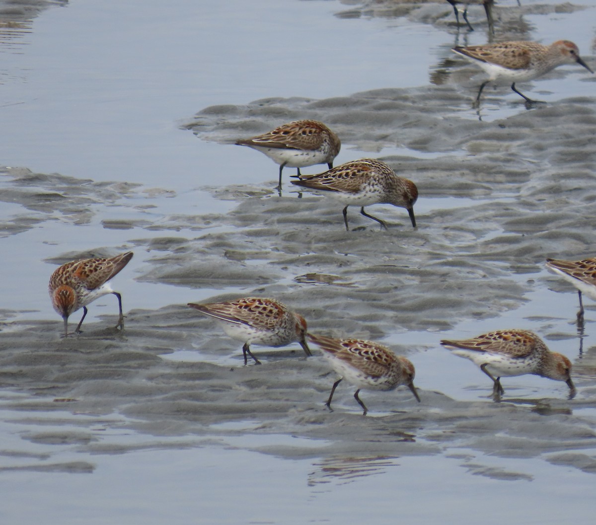 Western Sandpiper - Laura Burke