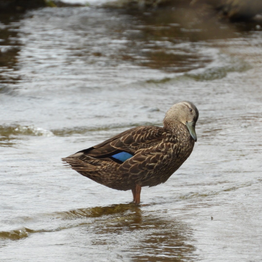 American Black Duck - ML618463159