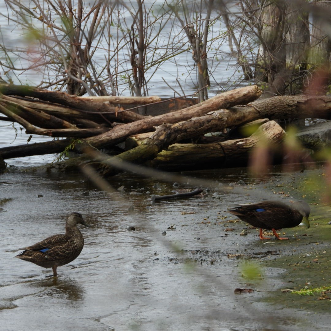 American Black Duck - ML618463161