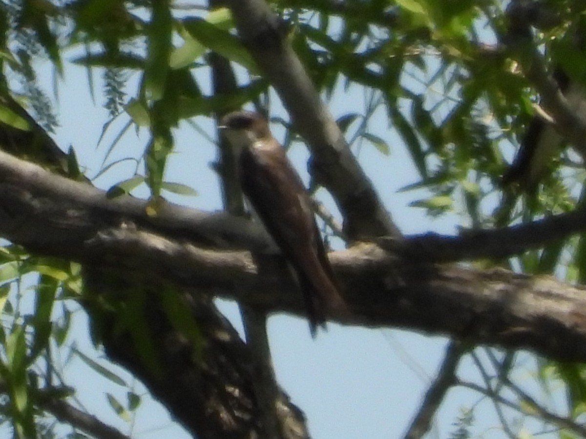 Tree Swallow - ML618463163