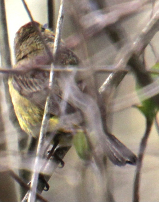 Palm Warbler (Yellow) - ML618463175