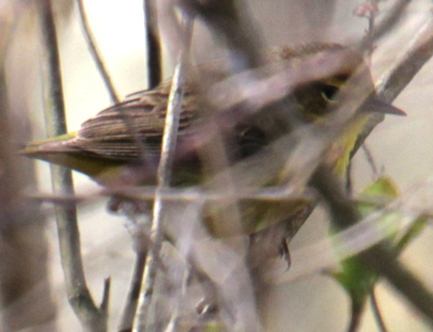 Palm Warbler (Yellow) - ML618463176