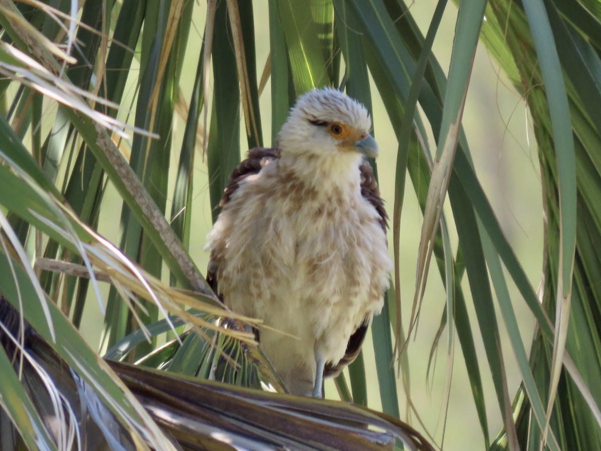 Yellow-headed Caracara - Chad Aldridge