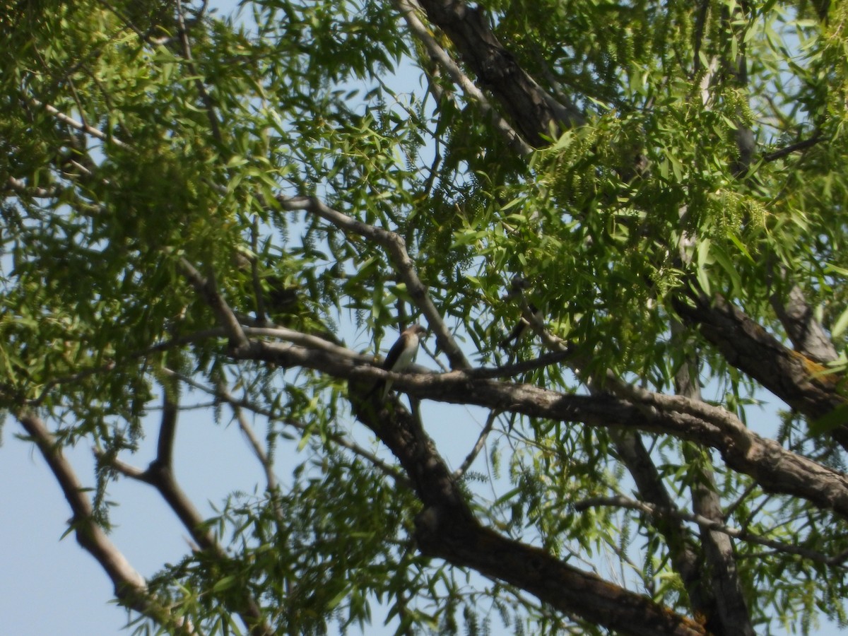 Tree Swallow - ML618463198