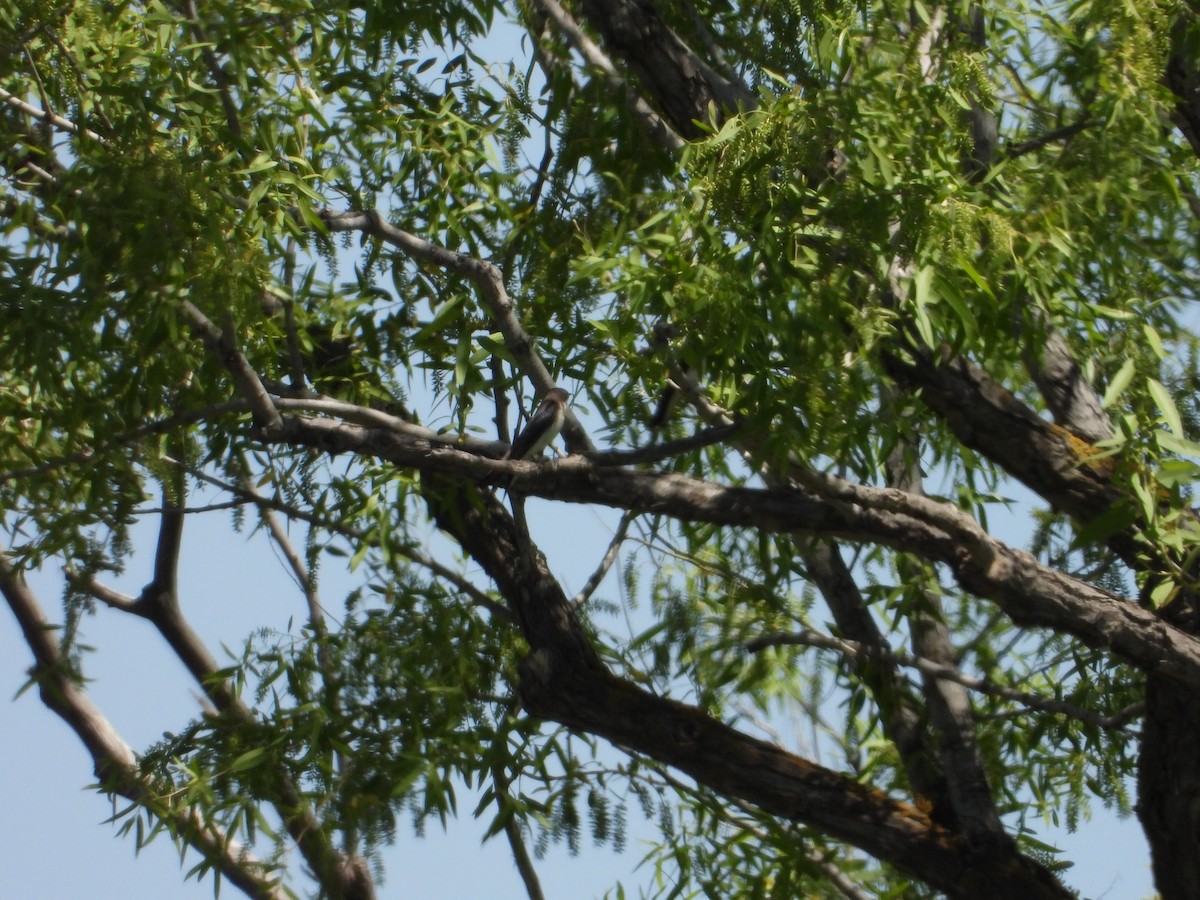 Tree Swallow - ML618463208